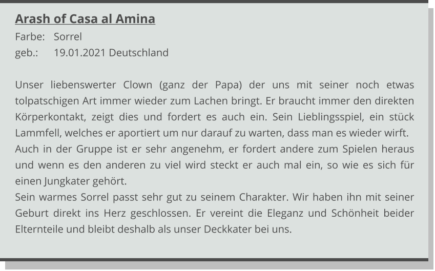 Arash of Casa al Amina Farbe: 	Sorrel geb.:	19.01.2021 Deutschland  Unser liebenswerter Clown (ganz der Papa) der uns mit seiner noch etwas tolpatschigen Art immer wieder zum Lachen bringt. Er braucht immer den direkten Körperkontakt, zeigt dies und fordert es auch ein. Sein Lieblingsspiel, ein stück Lammfell, welches er aportiert um nur darauf zu warten, dass man es wieder wirft. Auch in der Gruppe ist er sehr angenehm, er fordert andere zum Spielen heraus und wenn es den anderen zu viel wird steckt er auch mal ein, so wie es sich für einen Jungkater gehört. Sein warmes Sorrel passt sehr gut zu seinem Charakter. Wir haben ihn mit seiner Geburt direkt ins Herz geschlossen. Er vereint die Eleganz und Schönheit beider Elternteile und bleibt deshalb als unser Deckkater bei uns.