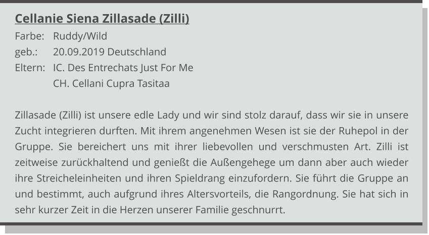 Cellanie Siena Zillasade (Zilli) Farbe: 	Ruddy/Wild geb.:	20.09.2019 Deutschland Eltern: 	IC. Des Entrechats Just For Me CH. Cellani Cupra Tasitaa  Zillasade (Zilli) ist unsere edle Lady und wir sind stolz darauf, dass wir sie in unsere Zucht integrieren durften. Mit ihrem angenehmen Wesen ist sie der Ruhepol in der Gruppe. Sie bereichert uns mit ihrer liebevollen und verschmusten Art. Zilli ist zeitweise zurückhaltend und genießt die Außengehege um dann aber auch wieder ihre Streicheleinheiten und ihren Spieldrang einzufordern. Sie führt die Gruppe an und bestimmt, auch aufgrund ihres Altersvorteils, die Rangordnung. Sie hat sich in sehr kurzer Zeit in die Herzen unserer Familie geschnurrt.