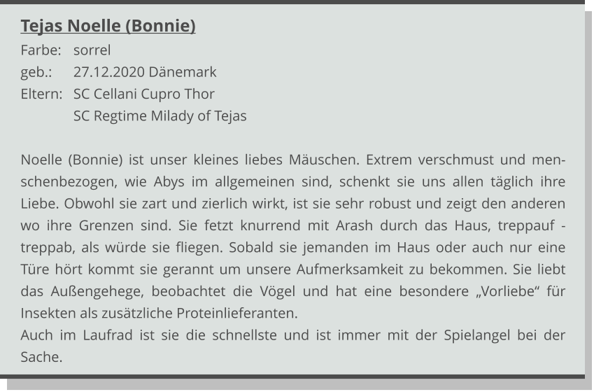 Tejas Noelle (Bonnie) Farbe:	sorrel geb.:	27.12.2020 Dänemark Eltern:	SC Cellani Cupro Thor SC Regtime Milady of Tejas  Noelle (Bonnie) ist unser kleines liebes Mäuschen. Extrem verschmust und men-schenbezogen, wie Abys im allgemeinen sind, schenkt sie uns allen täglich ihre Liebe. Obwohl sie zart und zierlich wirkt, ist sie sehr robust und zeigt den anderen wo ihre Grenzen sind. Sie fetzt knurrend mit Arash durch das Haus, treppauf -treppab, als würde sie fliegen. Sobald sie jemanden im Haus oder auch nur eine Türe hört kommt sie gerannt um unsere Aufmerksamkeit zu bekommen. Sie liebt das Außengehege, beobachtet die Vögel und hat eine besondere „Vorliebe“ für Insekten als zusätzliche Proteinlieferanten.  Auch im Laufrad ist sie die schnellste und ist immer mit der Spielangel bei der Sache.